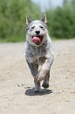 BOUVIER AUSTRALIEN 177
